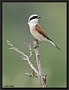 Grauwe Klauwier, Red-backed Shrike, Lanius collurio Location: Lafionas, Greece (Lesbos) grauwe klauwier 7D 9120 kopie